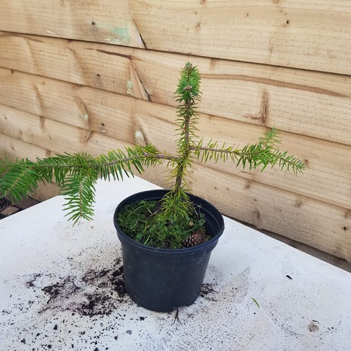 Spanish fir abies pinsapo - spanish,
