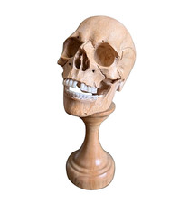 Carved Wood Human Skull On