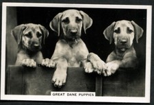 Tobacco Card, Senior Service