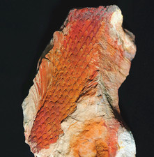 Museum quality pre dinosa