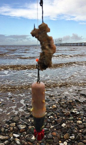 Searigs sea fishing - sea,
