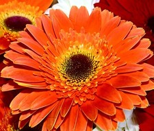 300x Large Zinnia Dahlia Orange Mandarin Seeds - Zinnia Elegans - Flower