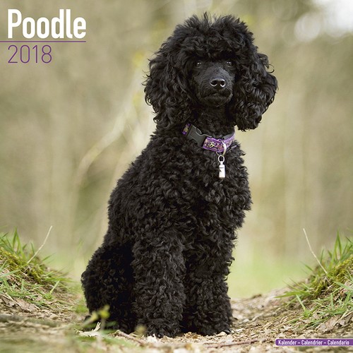 Calendar 2018 poodle - 2018, pudel