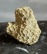 Fossil coral Goniopora elegans