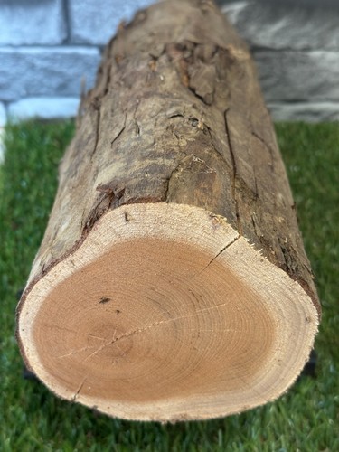 Year air dried yew wood - year,