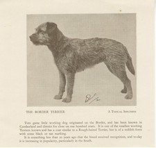 BORDER TERRIER OLD VINTAGE 1934 NAMED DOG PRINT PAGE