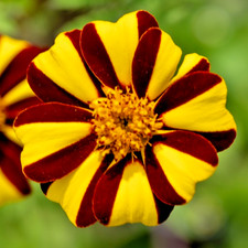 200x Dandy Striped French