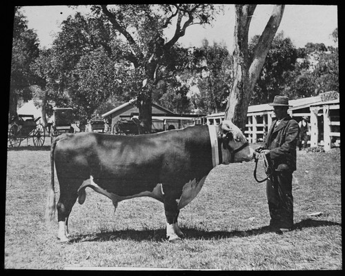 Hereford bull c1910 - bull,