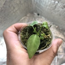 Anthurium Pallidiflorum Narrow