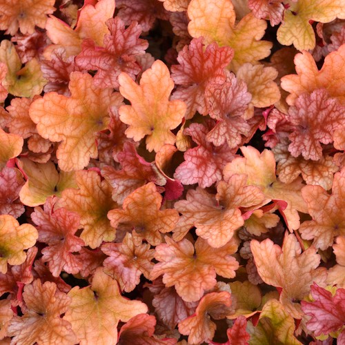 Heuchera peach flambe coral - heuchera,