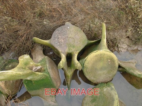Photo whale vertebrae - photo, some
