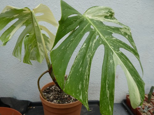 Monstera deliciosa albo - monstera,