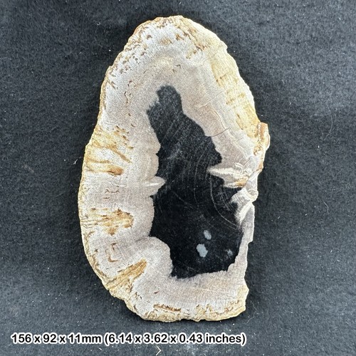 Polished palm tree petrified