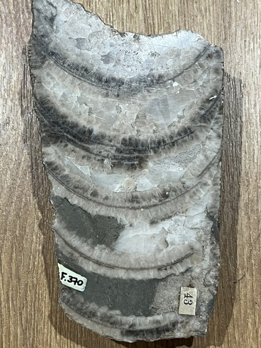 Jurassic marine nautiloid - marine,