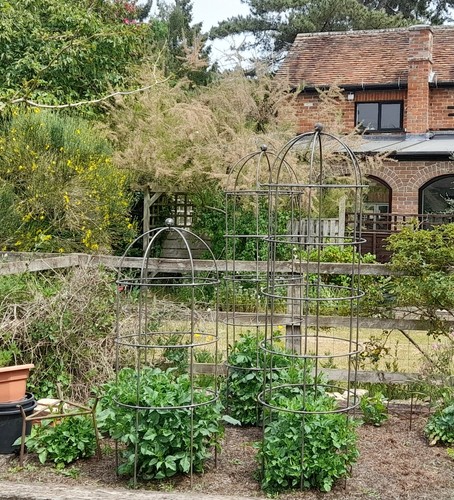 Garden obelisk rose - cage,