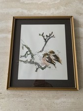 Vintage Framed Mads Stage Watercolour Print Chaffinch Birds 
