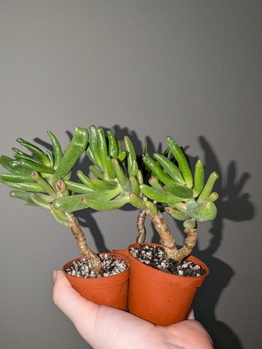 Small crassula ovata - small,