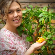 Madre Vieja Chilli Plug –