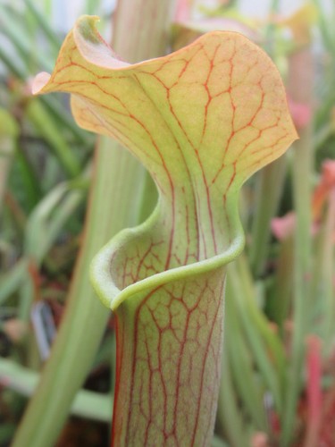 Sarracenia rubra ssp wherryi - sarracenia,