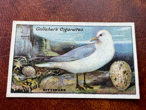 Gallaher birds nests - -, eggs