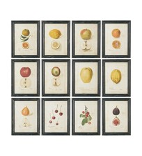 OKA ANATOMICAL FRUIT FRAMED