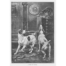 A POINT OF VANTAGE Cat and