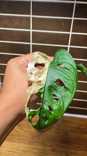 Monstera adansonii albo - adansonii,