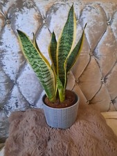 Sansevieria Snake Plant -