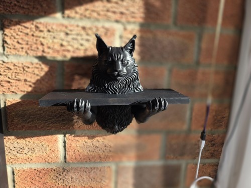 Stunning cat shelf feline - stunning, shelf,