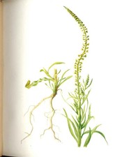 Original Old Antique Print Perrin Ltd Ed 1914 Flowering Plant The Weld 20th