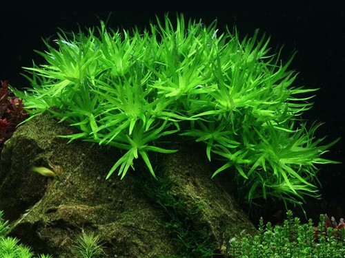 Heteranthera zosterifolia - zosterifolia,