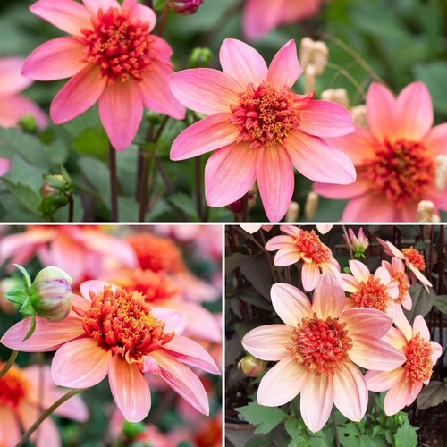 Anemone dahlia totally - dahlia,