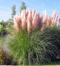 4x Pampas Grass Pink Plug