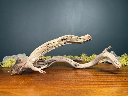 Large manzanita - large,