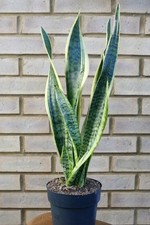 Large Sansevieria Laurentii