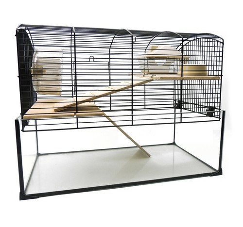 Gerbils dwarf rat syrian - dwarf,