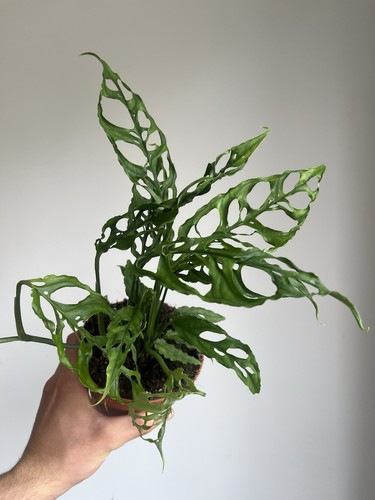 Monstera obliqua peru - monstera,