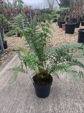 DICKSONIA