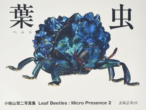 Leaf beetles micropresence - leaf, 2