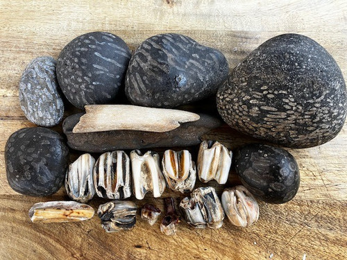Mixed fossil teeth - fossil, &