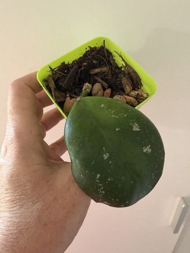 Hoya obovata splash rooted - hoya,