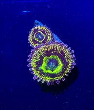 Stratosphere Zoa High End Zoanthid Frag coral WYSIWYG