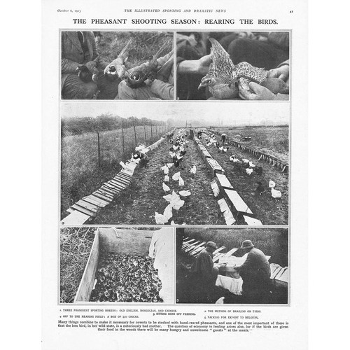 Rearing pheasants for the - rearing,