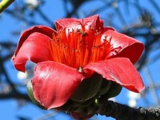 Red Silk Cotton Tree Bombax