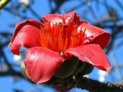 Red silk cotton tree bombax - red,