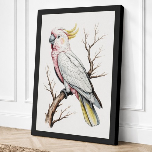 Sulphur crested cockatoo - sulphur-crested,