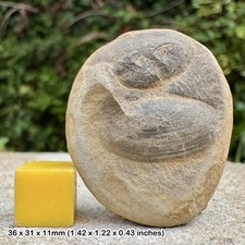 RARE Mazon Creek Fossil