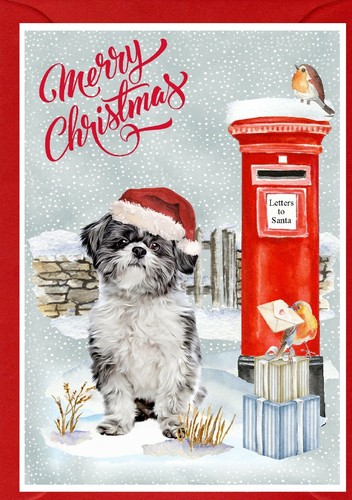 Lhasa apso dog - lhasa, x