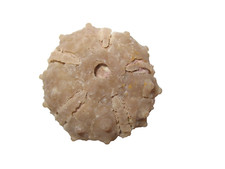 Cretaceous echinoid sea urchin fossil Goniopygus menardi Morocco #3