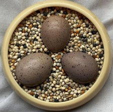 CPQ, Chinese painted button